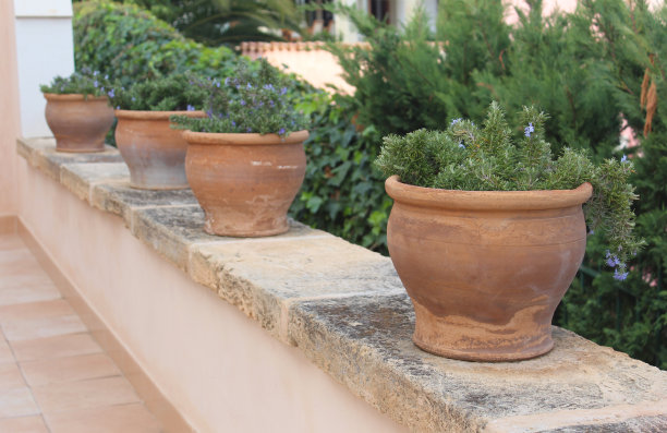 迷迭香放在赤陶罐里图片下载