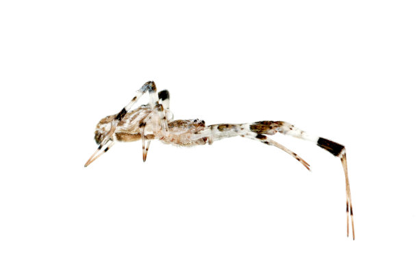 蜘蛛孤立图片下载