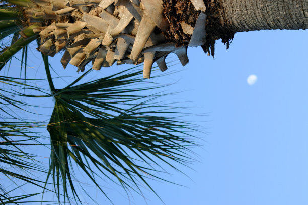 棕榈树与月亮图片下载