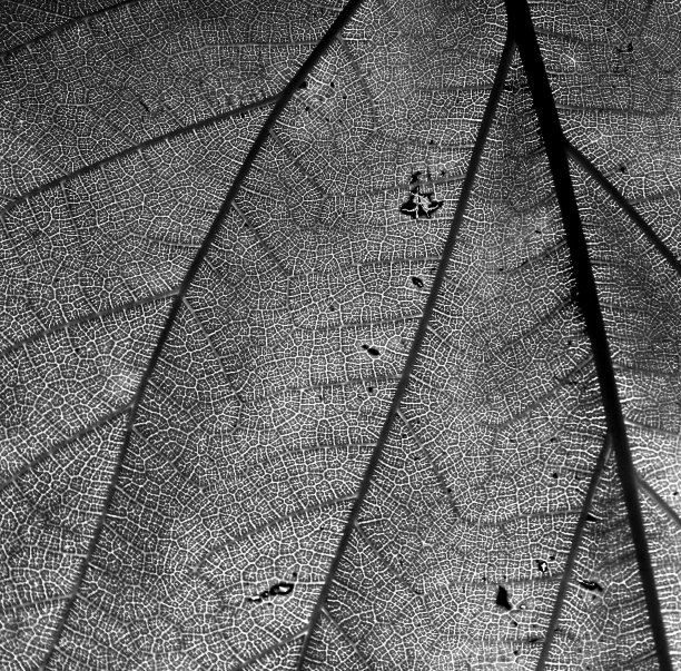 多叶的生活图片下载