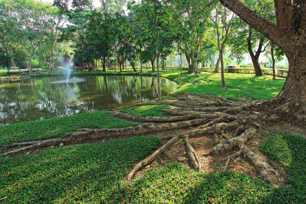 花园里的热带树根图片下载