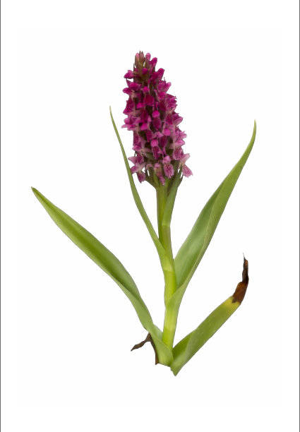 野生兰花的彩色铅笔图片图片下载