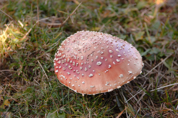 飞行伞菌图片下载