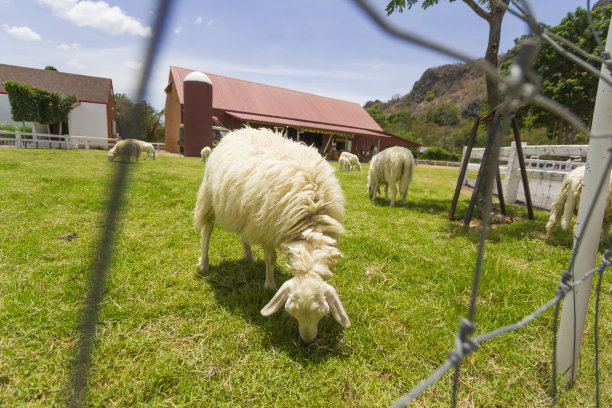 羊图片下载