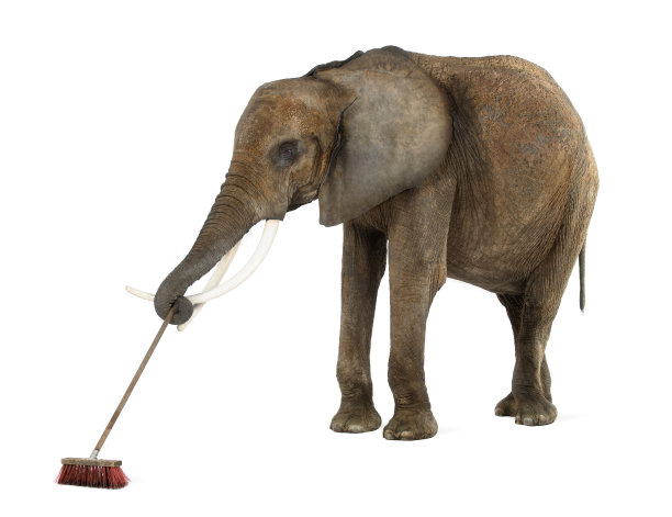 非洲象横扫，孤立在白色图片下载