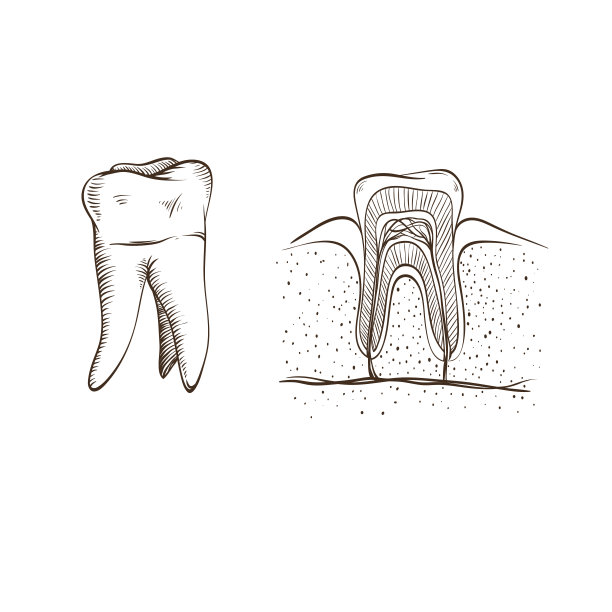 牙齿孤立在白色的背景图片下载
