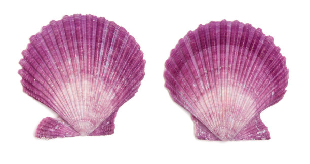 紫扇贝海卖图片下载