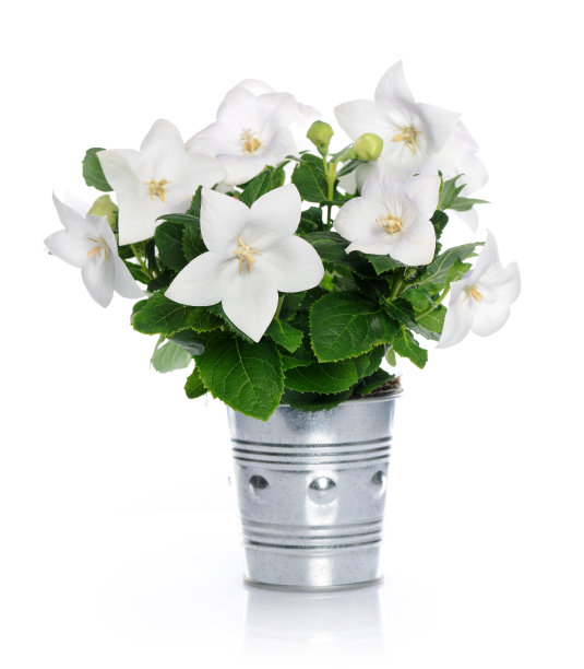 白色的风铃图片下载