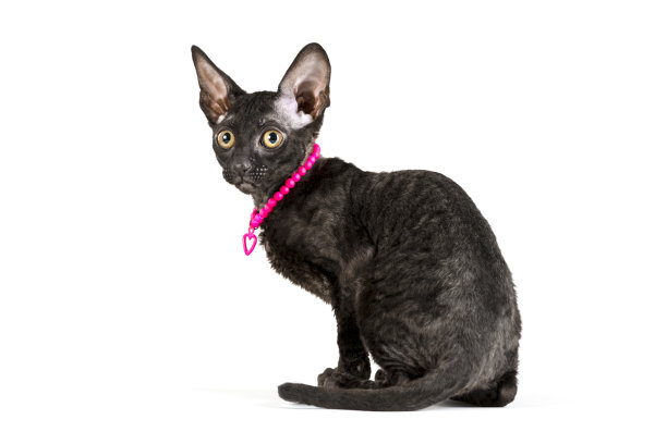 侧视图的黑色康沃尔雷克斯小猫图片下载