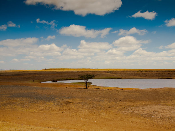 有湖和树的草原景观图片下载