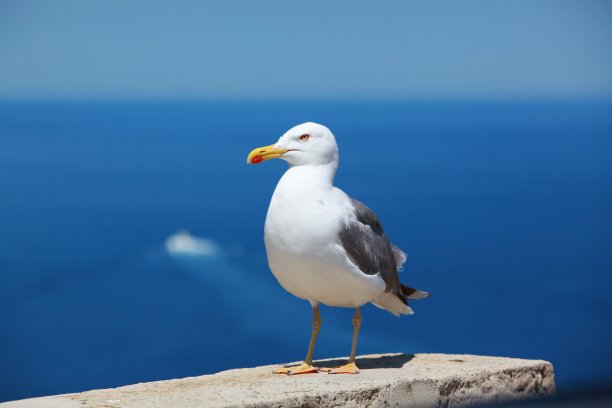 轻松的海鸥,M ?已经图片下载