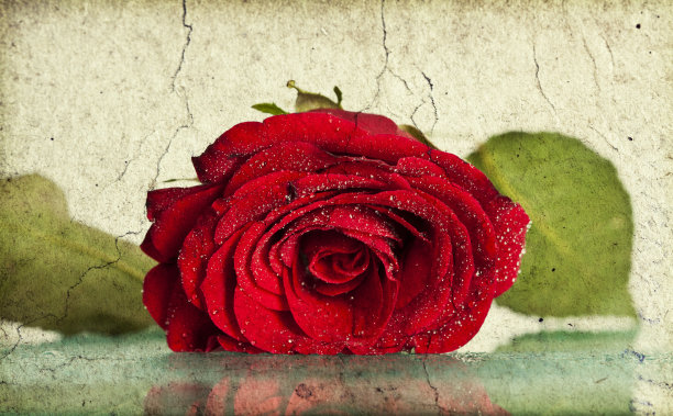 复古红玫瑰图片下载