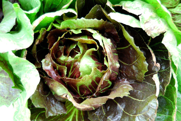 新鲜红叶莴苣图片下载