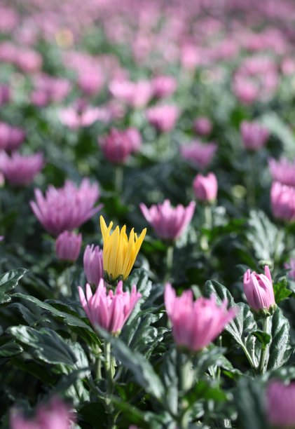 黄花突出图片下载