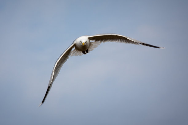 飞翔的海鸥图片下载