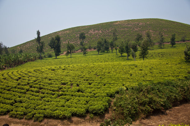 卢旺达山上的茶园图片下载