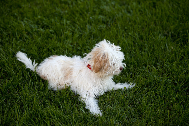 白梗坐在草地上图片下载