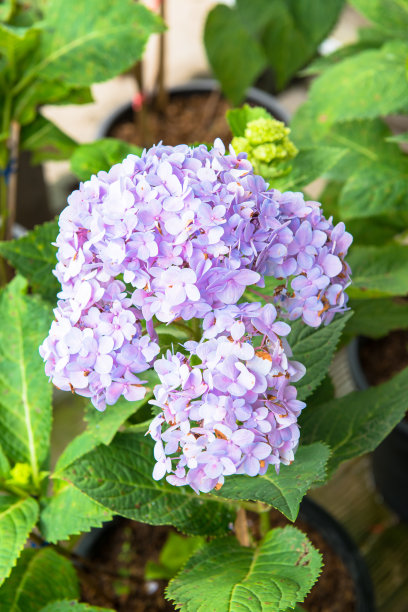 近距离观察花园里的紫绣球花图片下载