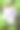近距离观察花园里的紫绣球花图片下载