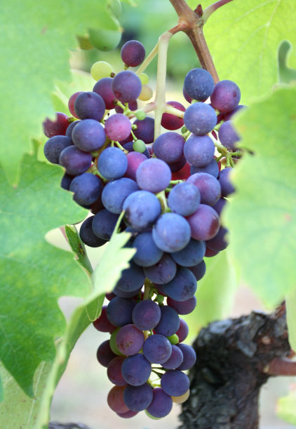 他来了图片下载