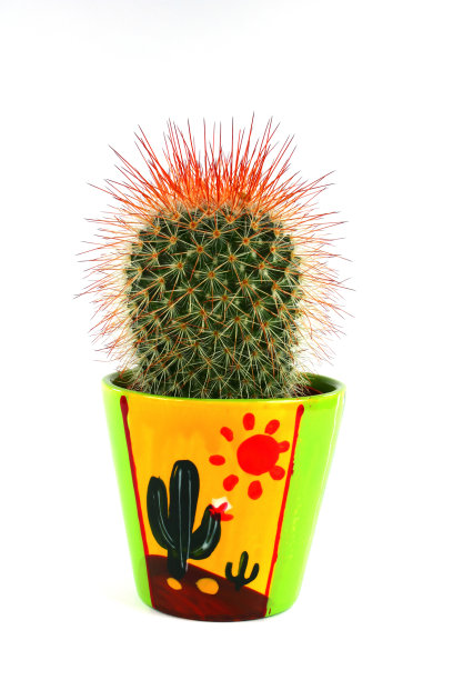 仙人掌图片下载