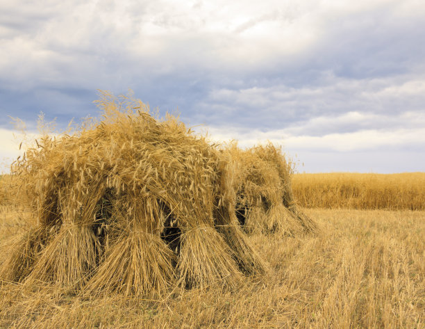田园风光，谷地图片下载