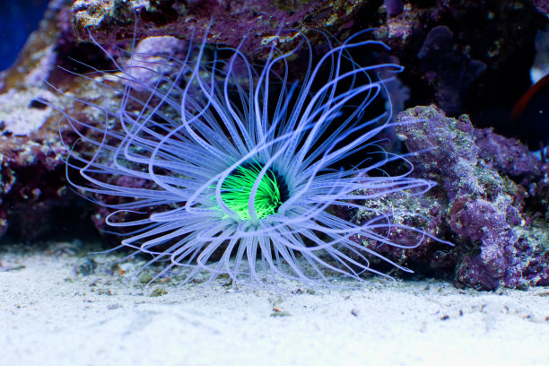 塞里安图斯海葵图片下载