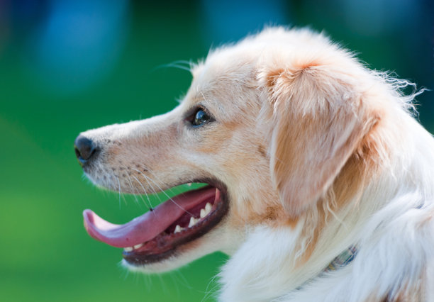 一个年轻的喘气的狗的侧面图片下载