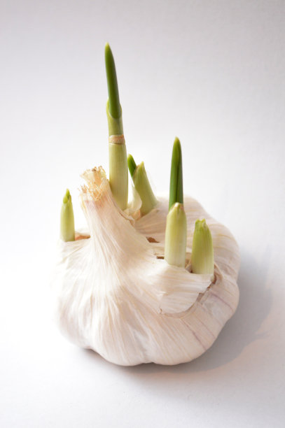 大蒜发芽图片下载