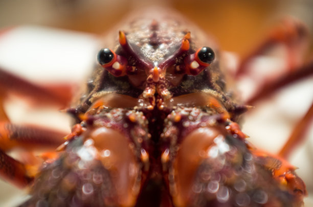 小龙虾图片下载