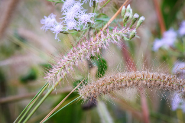 草花上的露珠图片下载