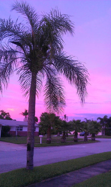 棕榈树日落图片下载