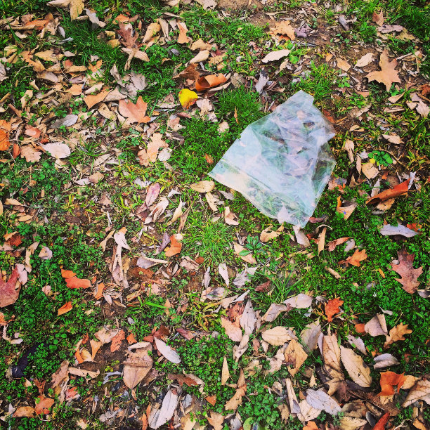 在树林里拉屎图片下载