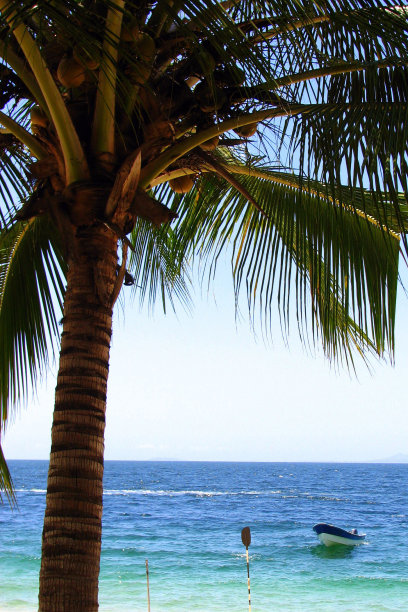 热带棕榈树和船的背景图片下载