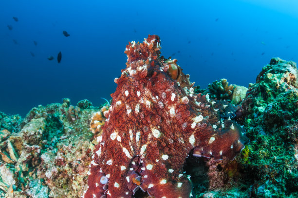 日行章鱼图片下载