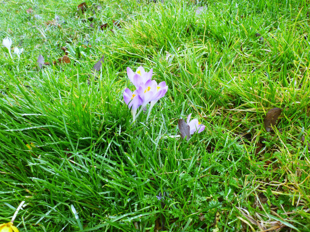 紫色的番红花图片下载