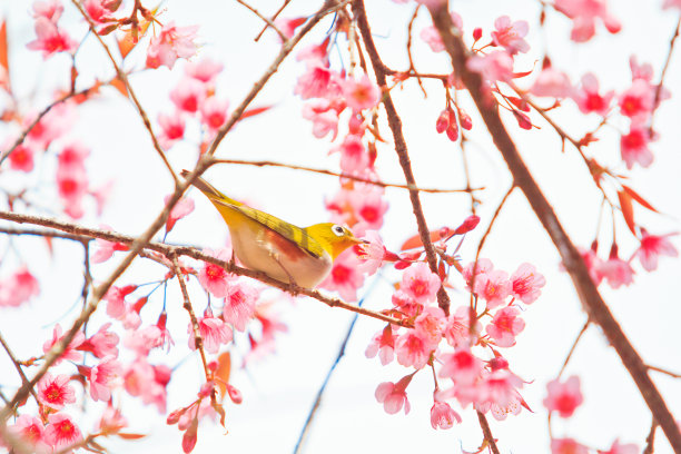 樱花和樱花上的白眼鸟图片下载