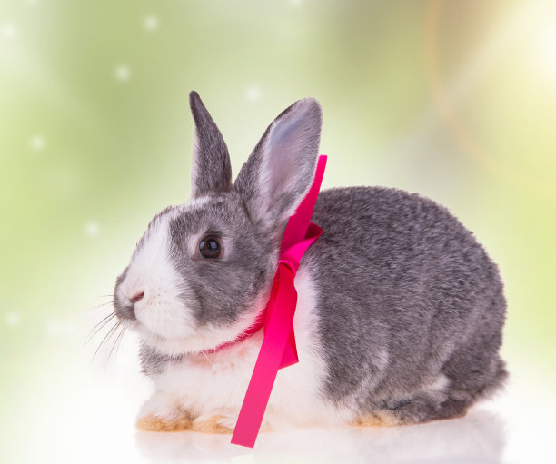 可爱的兔子图片素材ID：165986038