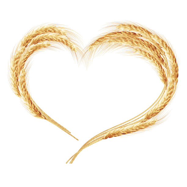 小麦穗孤立在白色背景上图片下载