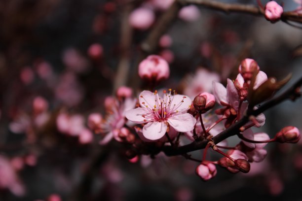 树上有粉红色的花图片下载