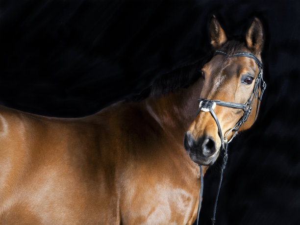 布朗奥尔登堡马图片下载