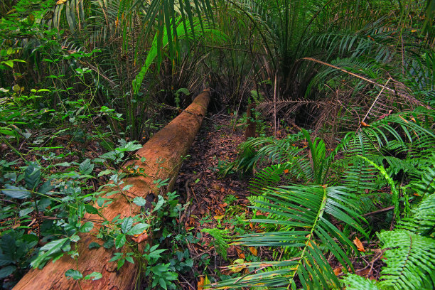 热带森林图片下载