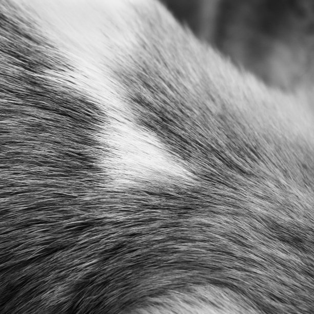 狗的皮毛背景图片下载