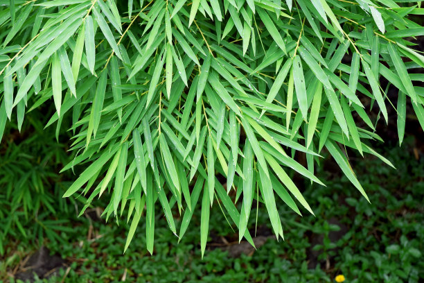 美丽的竹叶在丛林的特写图片下载