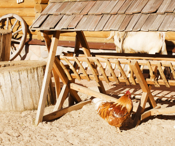 乡村景观，外面有宠物的农场院子图片下载