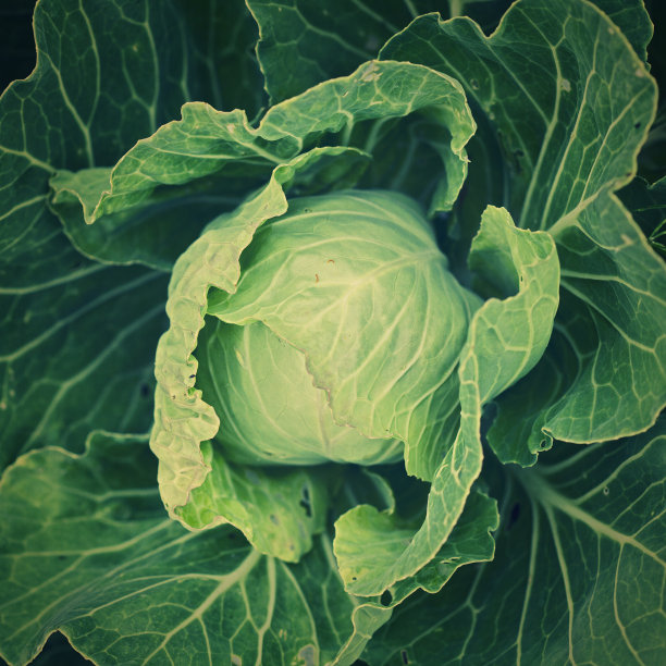 年轻新鲜的卷心菜图片下载