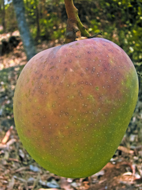 挂在树上的芒果。图片下载