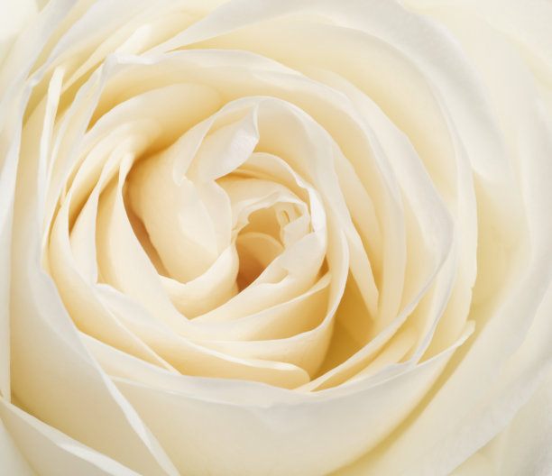 白玫瑰图片下载