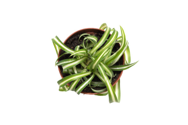 小吊兰在花盆视图顶部图片下载