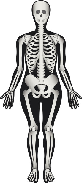 人类骨骼-女性图片下载